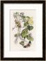 Feasting And Fun Among The Fuchsias, Fairies And Elves Are Visited By Butterflies by Richard Doyle Limited Edition Pricing Art Print