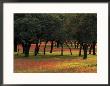 Texas Paintbrush And Bluebonnets Beneath Oak Trees, Texas Hill Country by Adam Jones Limited Edition Print