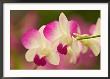 Orchids, Selby Gardens, Sarasota, Florida, Usa by Adam Jones Limited Edition Pricing Art Print