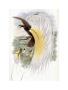 Papuan Bird Of Paradise by John Gould Limited Edition Print