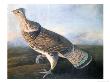 Ruffed Grouse, C.1816 by John James Audubon Limited Edition Pricing Art Print