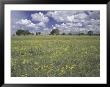 Field Of Flowers And Clouds, Hill Country, Texas, Usa by Adam Jones Limited Edition Pricing Art Print