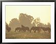 Thoroughbred Race Horses At Sunrise, Louisville, Kentucky, Usa by Adam Jones Limited Edition Print