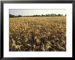 Wheat Field Ready For Harvesting, Louisville, Kentucky, Usa by Adam Jones Limited Edition Print