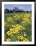 Ragwort And Barn, Bardstown, Kentucky, Usa by Adam Jones Limited Edition Print