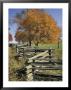 Split Rail Fence And Tree, Hensley Settlement, Cumberland Gap National Historic Park, Kentucky, Usa by Adam Jones Limited Edition Print