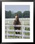 Thoroughbred Race Horse, Kentucky Horse Park, Lexington, Kentucky, Usa by Adam Jones Limited Edition Pricing Art Print