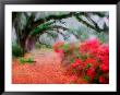 View Of Live Oaks And Azaleas, Magnolia Plantation, Charleston, South Carolina by Adam Jones Limited Edition Print