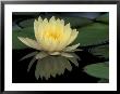 Domestic Waterlily, Charlene Strawn, Kentucky, Usa by Adam Jones Limited Edition Pricing Art Print