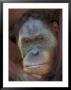 Sumatran Orangutan by Adam Jones Limited Edition Pricing Art Print