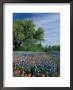 Paintbrush And Bluebonnets, Hill Country, Texas, Usa by Adam Jones Limited Edition Print