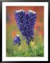 Double-Flowered Texas Bluebonnet, Hill Country, Texas, Usa by Adam Jones Limited Edition Print