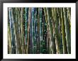 Bamboo Forest, Selby Gardens, Sarasota, Florida, Usa by Adam Jones Limited Edition Print