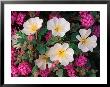 Desert Evening Primrose And Sand Verbena, Anza Borrego Desert State Park, California, Usa by Adam Jones Limited Edition Print