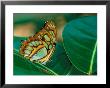 Malachite Butterfly by Adam Jones Limited Edition Pricing Art Print