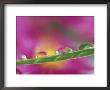 Asters In Water Droplets by Adam Jones Limited Edition Print