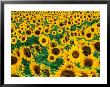 Field Of Sunflowers, Frankfort, Kentucky, Usa by Adam Jones Limited Edition Print