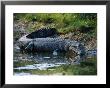 Saltwater Crocodile On Waters Edge, Kakadu National Park, Australia by Dennis Jones Limited Edition Print