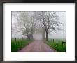 Sparks Lane On Foggy Morning, Cades Cove, Great Smoky Mountains National Park, Tennessee, Usa by Adam Jones Limited Edition Print