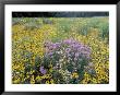 Wild Bergamot, Black Eyed Susans, Michigan, Usa by Adam Jones Limited Edition Print