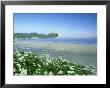 Daisies Along Crescent Beach, Washington by Adam Jones Limited Edition Print