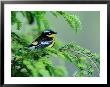 Male Magnolia Warbler by Adam Jones Limited Edition Print