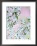 Weeping Cherry Tree, Blossoms Louisville, Kentucky by Adam Jones Limited Edition Print