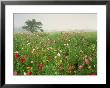 Field Of Black Eyed Susan Flowers, Union Kentucky, Usa by Adam Jones Limited Edition Print