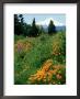 Poppies On Hillside With Mount Hood Near Hood River, Oregon by Adam Jones Limited Edition Pricing Art Print