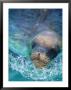 Sea Lion, Netherlands Antilles by Robin Hill Limited Edition Print