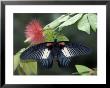 Great Mormon Butterfly by Adam Jones Limited Edition Print