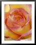 Close-Up Of Yellow And Orange Rose by Adam Jones Limited Edition Pricing Art Print