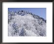 Snow Covered Trees On Mountain Top, Great Smoky Mountains National Park, Tennessee, Usa by Adam Jones Limited Edition Pricing Art Print