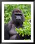 Silverback Lowland Gorilla by Adam Jones Limited Edition Print