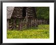 Buttercups And Cantilever Barn, Pioneer Homestead, Great Smoky Mountains National Park, N. Carolina by Adam Jones Limited Edition Print