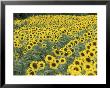 Field Of Sunflowers, Frankfort, Kentucky by Adam Jones Limited Edition Print