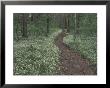 Footpath Through White Fringed Phacelia, Great Smoky Mountains National Park, Tennessee, Usa by Adam Jones Limited Edition Print