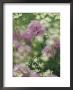 Chives And Carraway, Louisville, Kentucky, Usa by Adam Jones Limited Edition Print