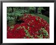 Japanese Garden, Azaleas, Portland, Oregon, Usa by Adam Jones Limited Edition Print