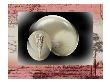 Seashells Ix by Miguel Paredes Limited Edition Print
