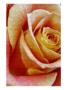 Mosaic Rose Ii by Miguel Paredes Limited Edition Pricing Art Print
