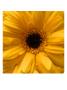 Flower Pic Ii by Miguel Paredes Limited Edition Pricing Art Print