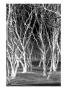 Dry Trees Iii by Miguel Paredes Limited Edition Print