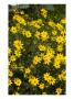 Field Color Viii by Miguel Paredes Limited Edition Print