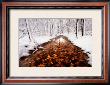 Autumn Passage by Jim Brandenburg Limited Edition Pricing Art Print