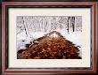 Autumn Passage by Jim Brandenburg Limited Edition Print