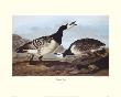 Barnacle Goose by John James Audubon Limited Edition Print