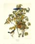 Blue Grosbeak by John James Audubon Limited Edition Print