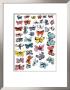 Butterflies, C.1955 by Andy Warhol Limited Edition Print