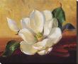 Magnolia Glow Ii by Fran Di Giacomo Limited Edition Print